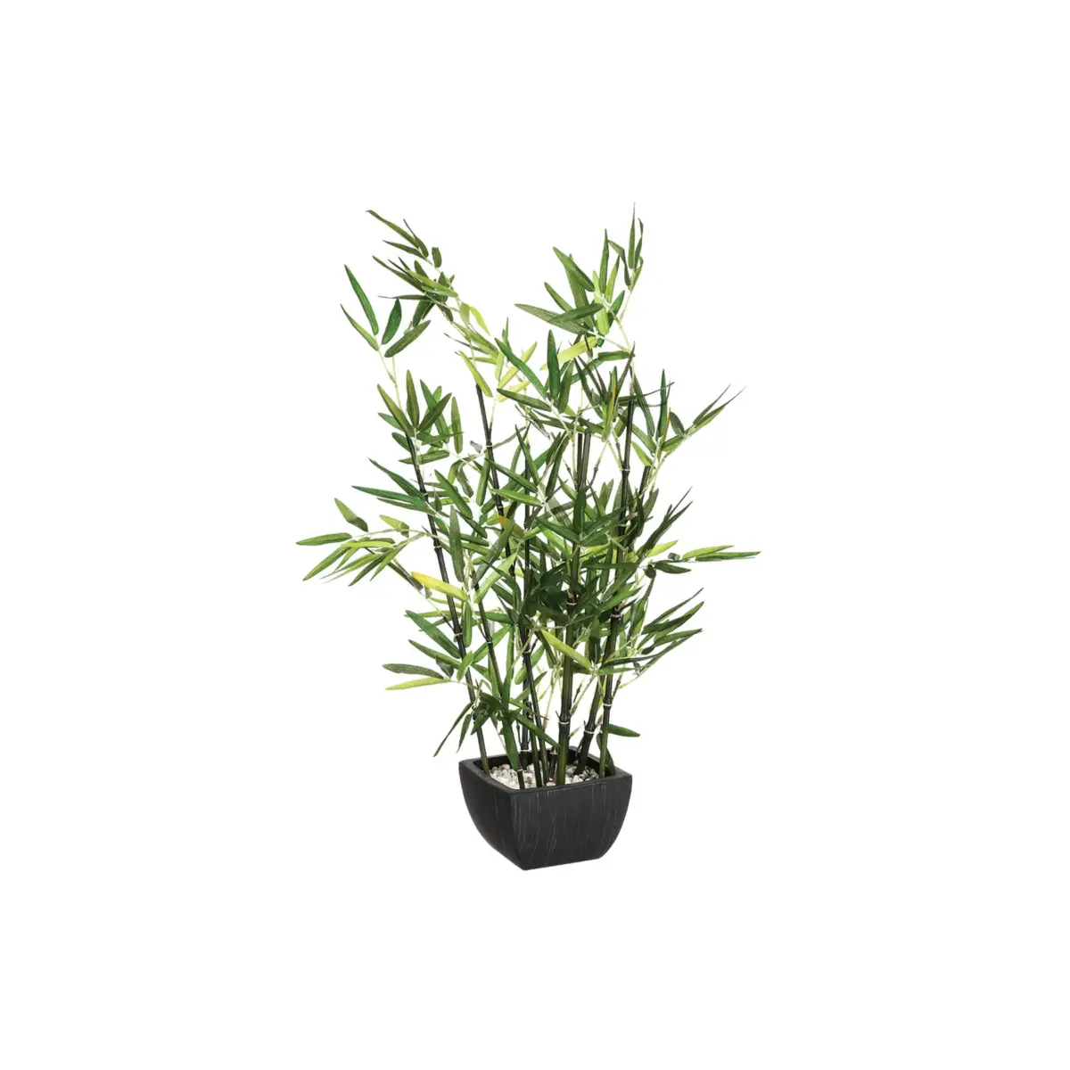 Bamboo With Pot H70