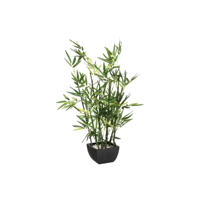 Bamboo With Pot H70