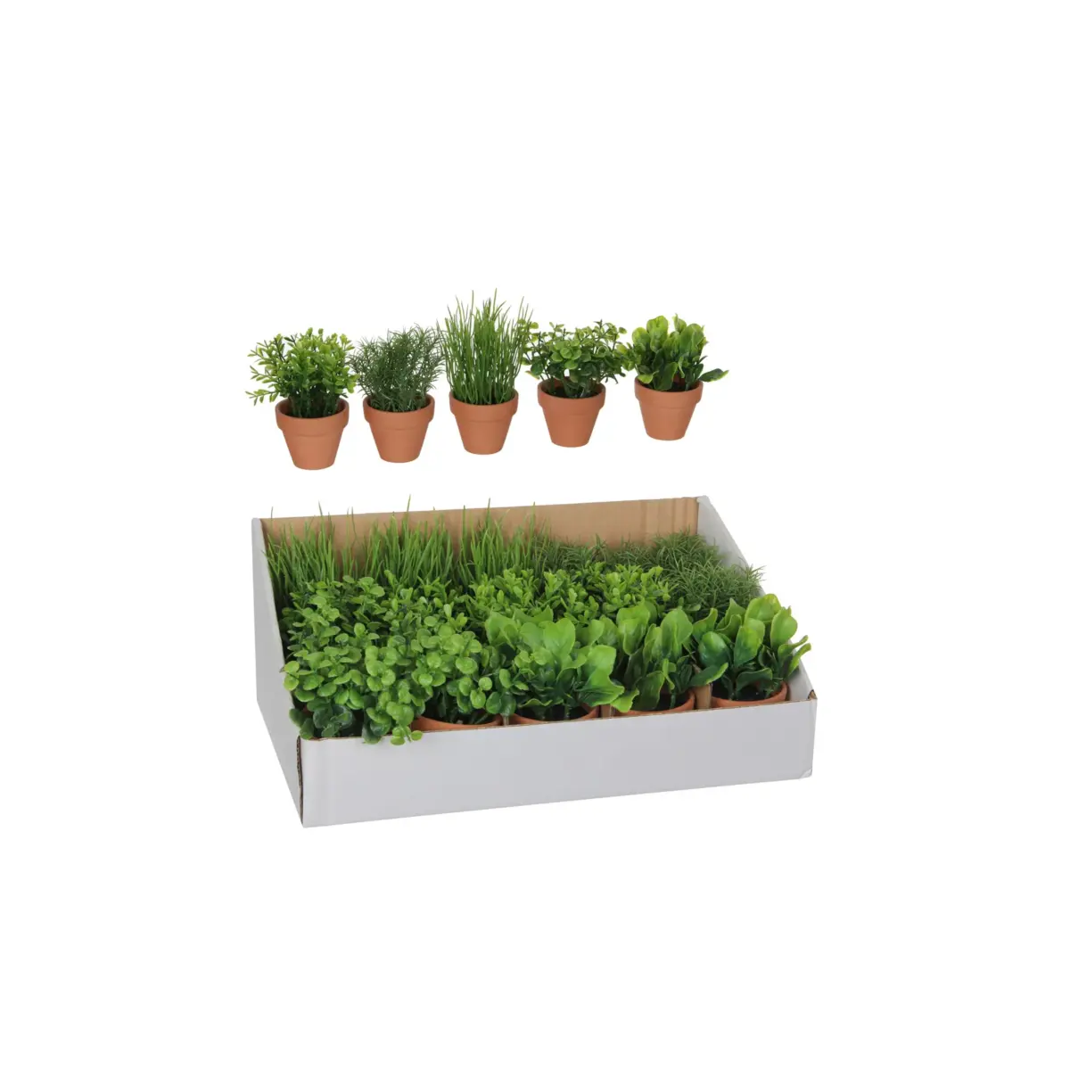 Herb In Pot Green