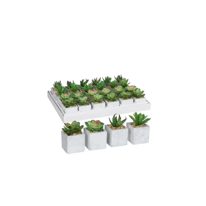 Succulent In Pot