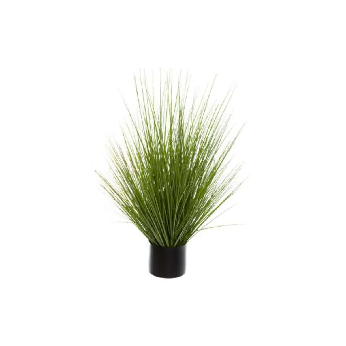 Grass Bunch Plant
