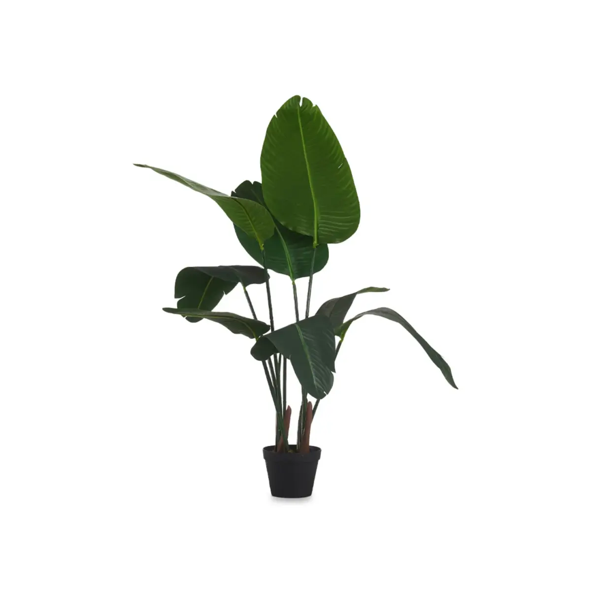 Strelitzia Plant