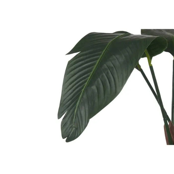 Strelitzia Plant