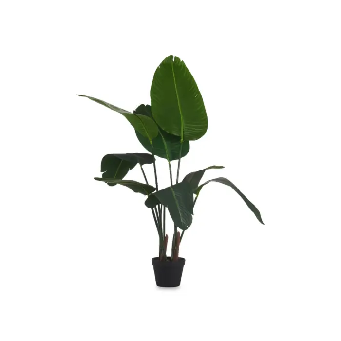 Strelitzia Plant