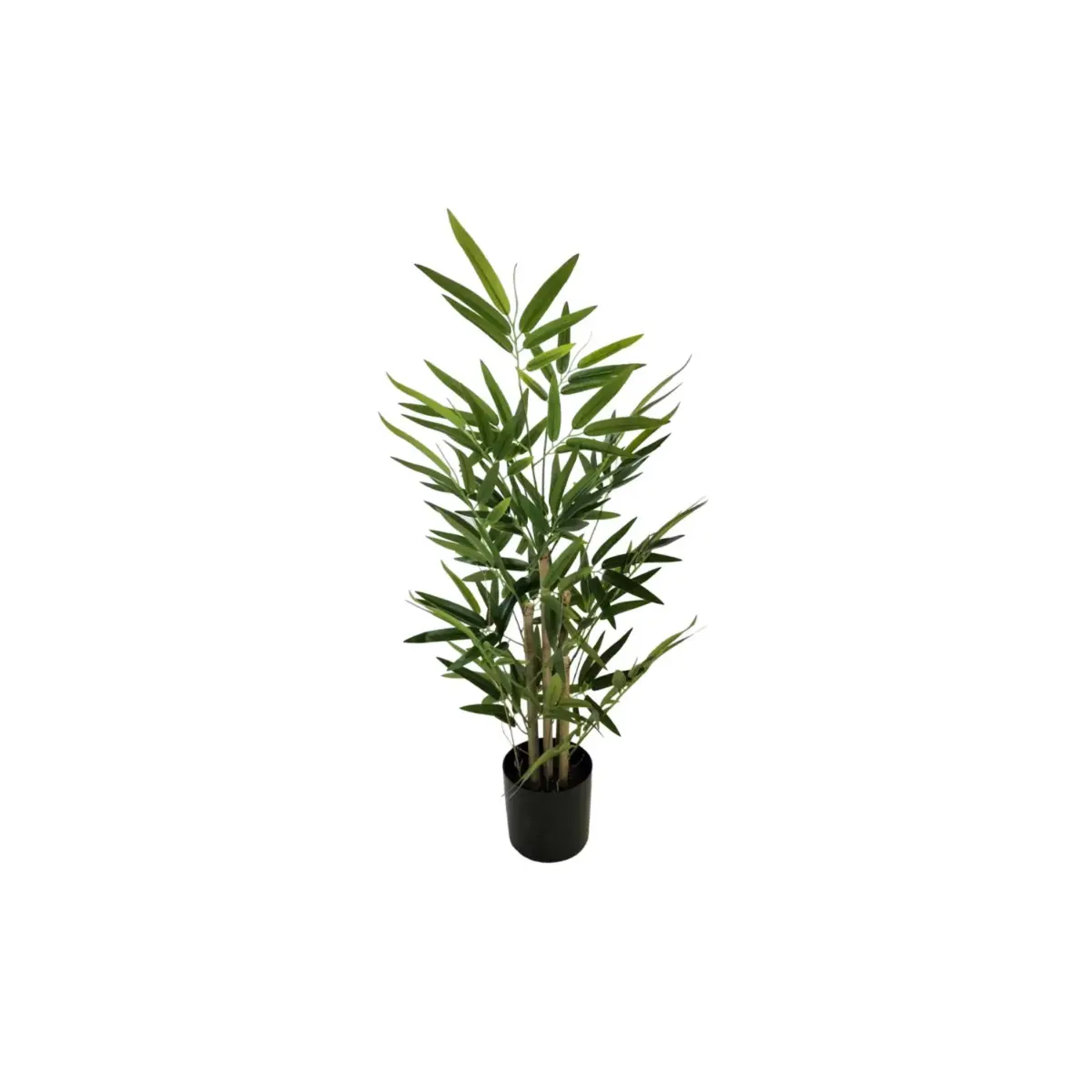 Bamboo Plant