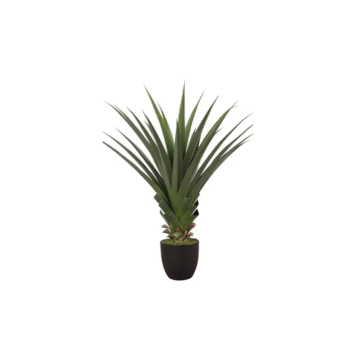 Agave Flower Plant