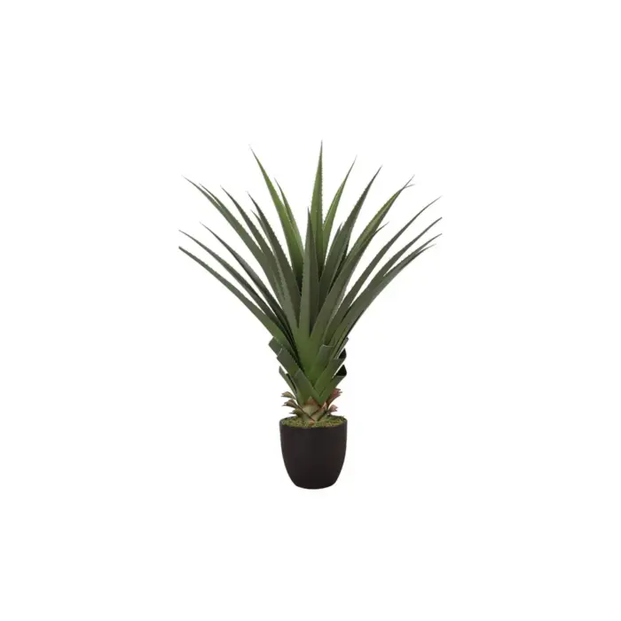 Agave Flower Plant