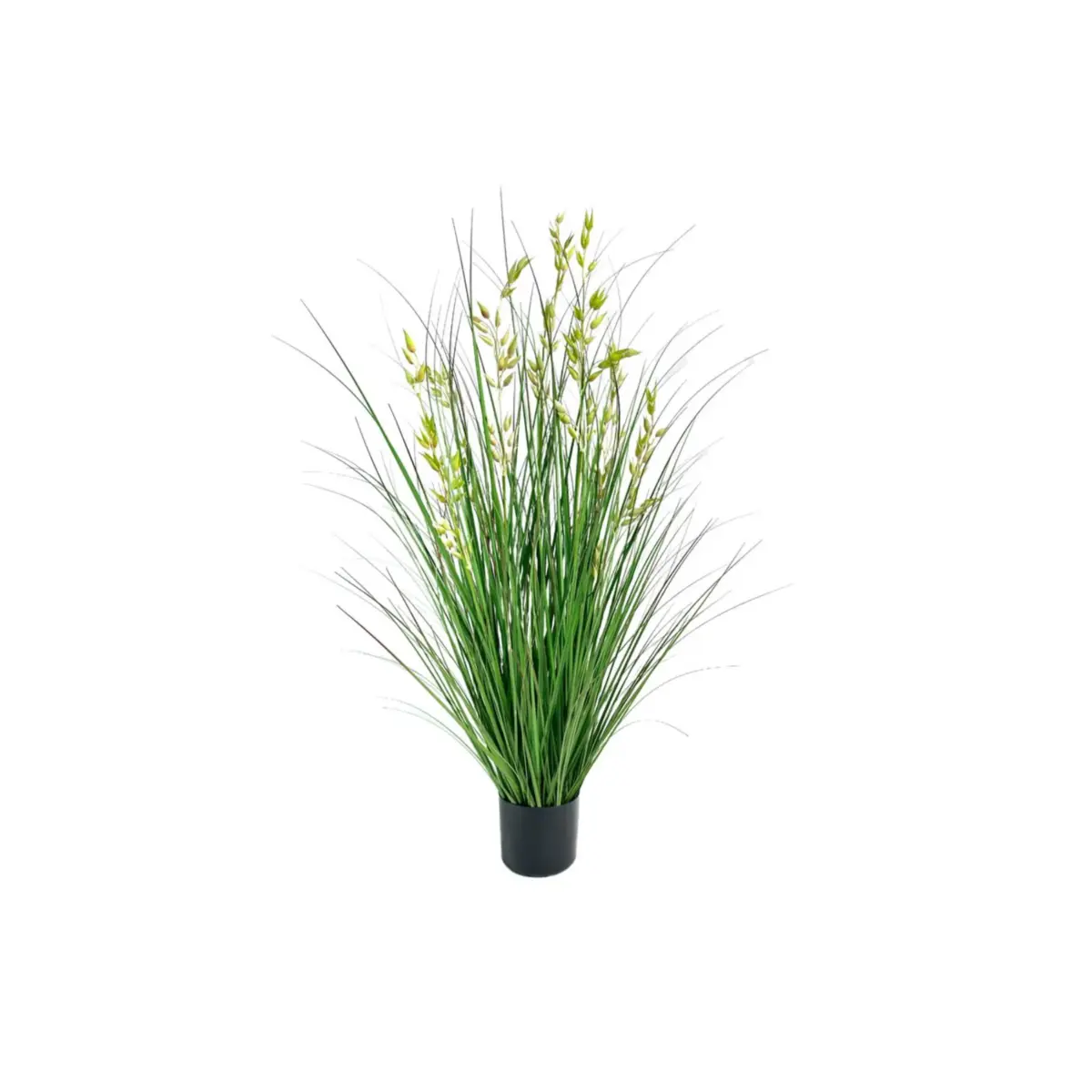 Oat Grass