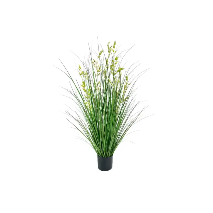 Oat Grass