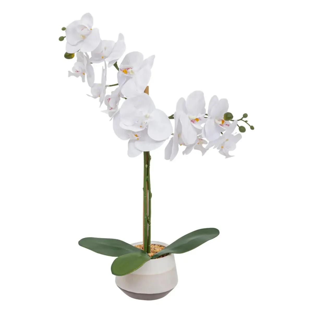 Orchid Pot CLERA H5