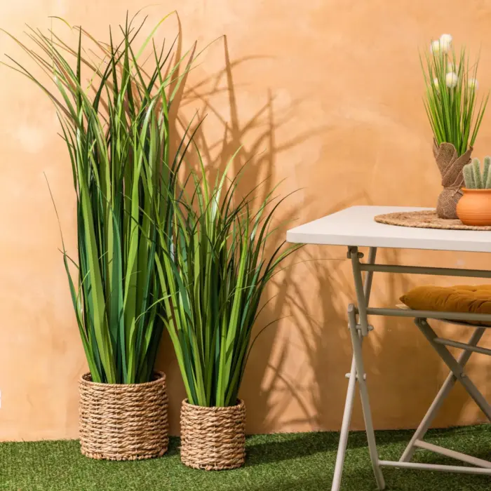 Lin Bunch Plant