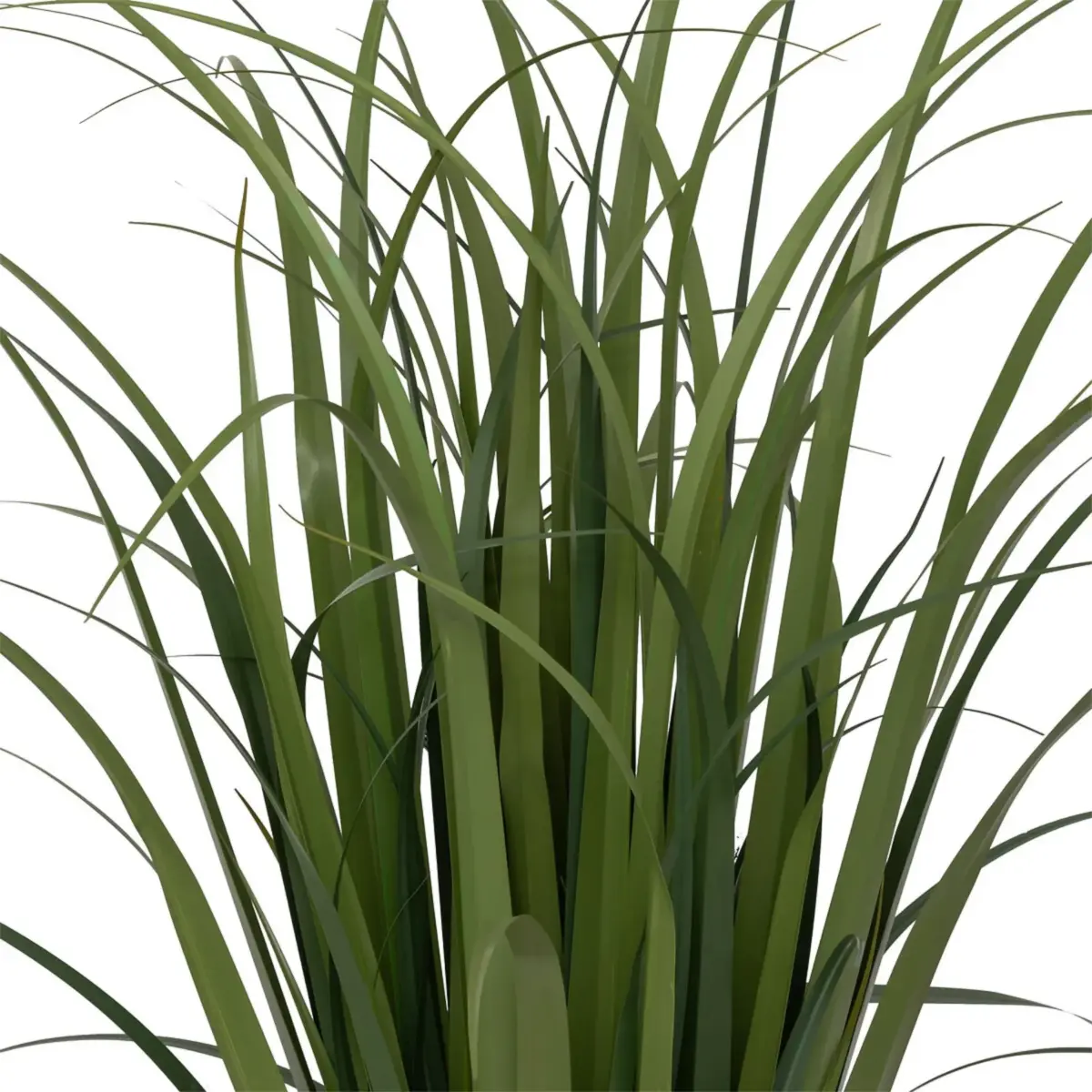 Lin Bunch Plant