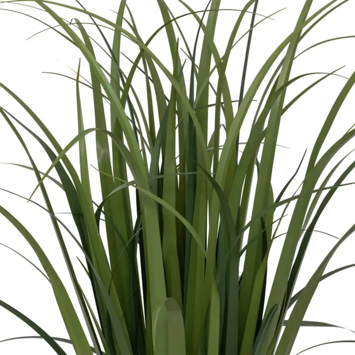 Lin Bunch Plant