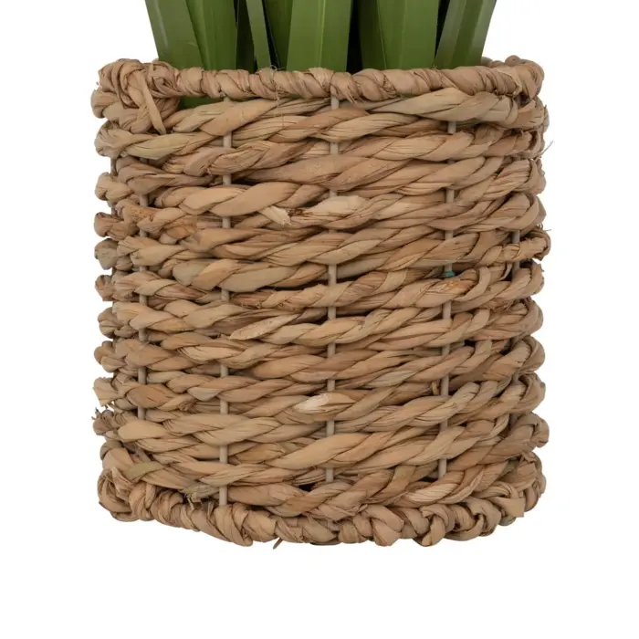 Lin Bunch Plant