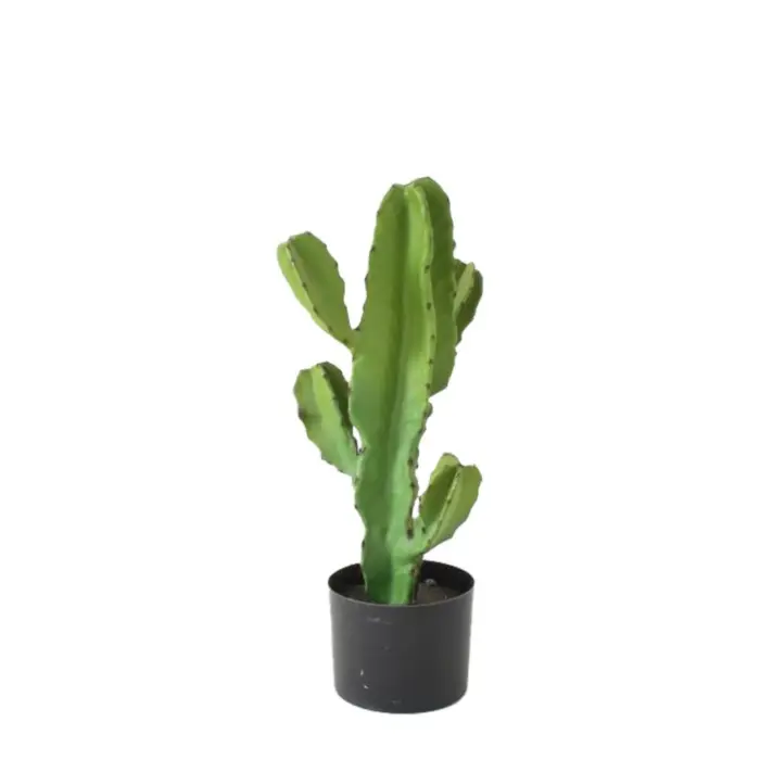 Candelabra Cactus Green