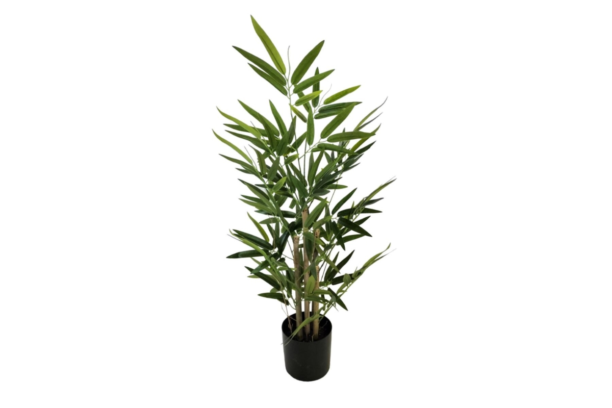 Bamboo Plant