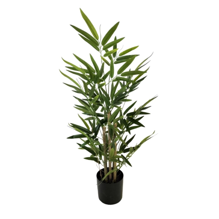 Bamboo Plant