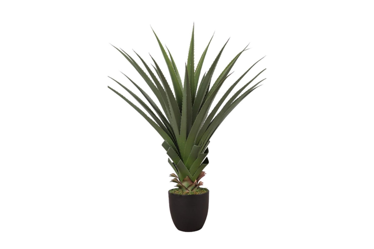 Agave Flower Plant