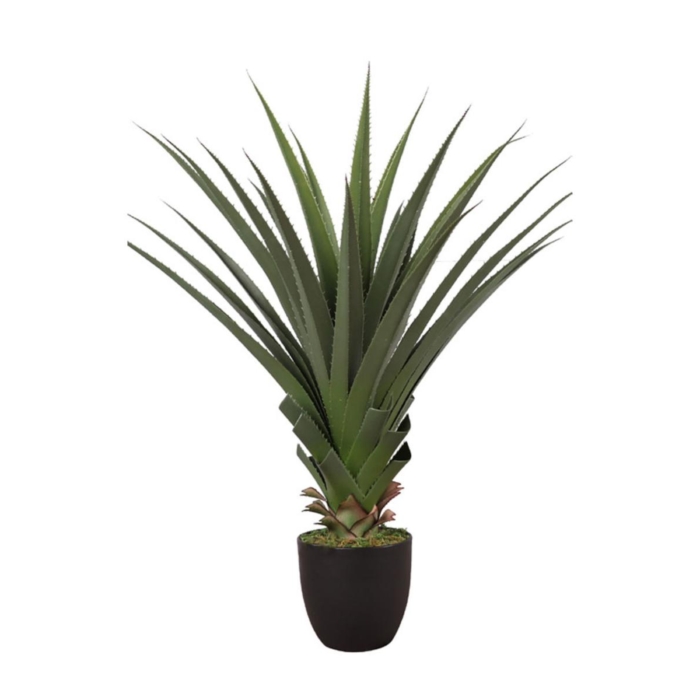 Agave Flower Plant