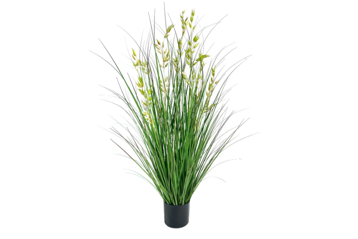 Oat Grass
