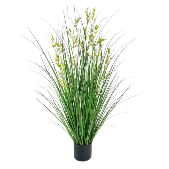 Oat Grass