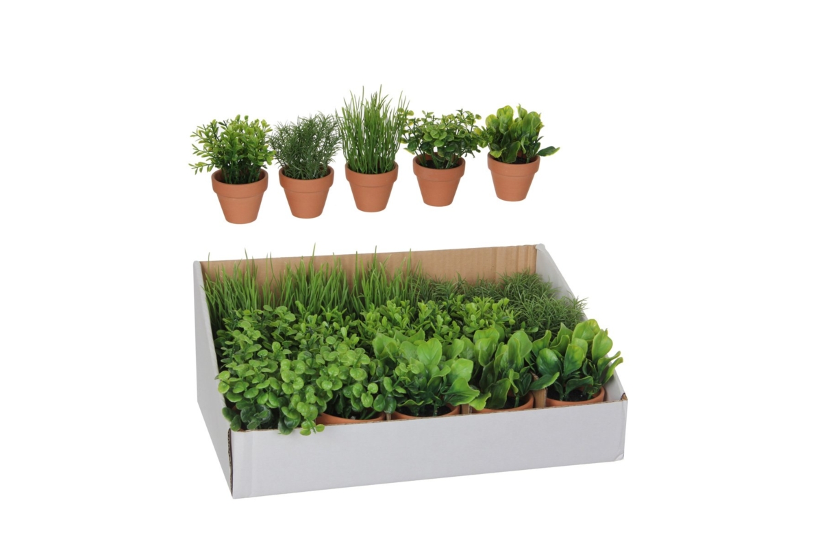 Herb In Pot Green