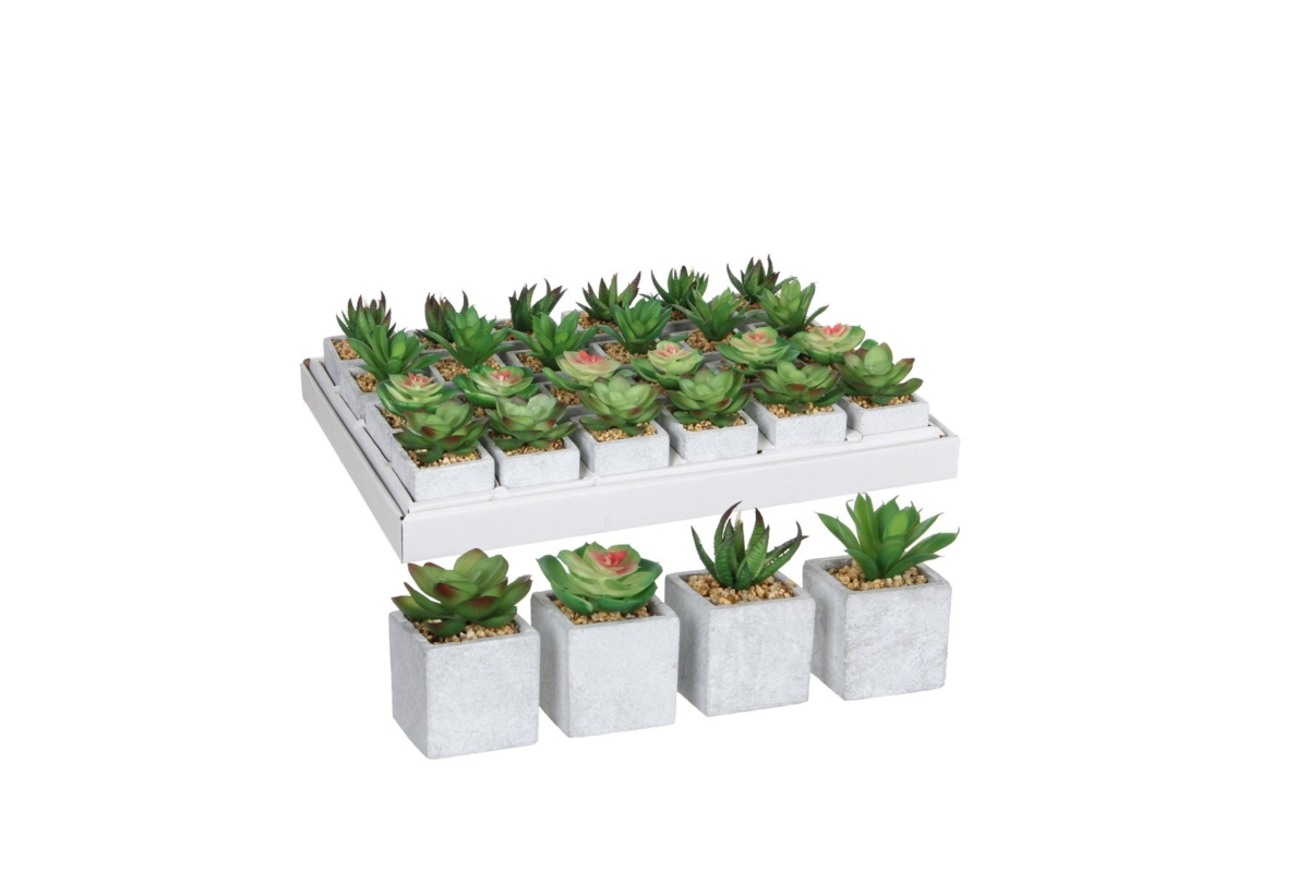 Succulent In Pot