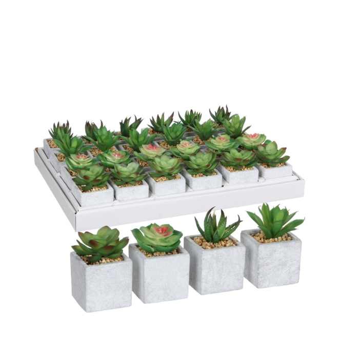 Succulent In Pot