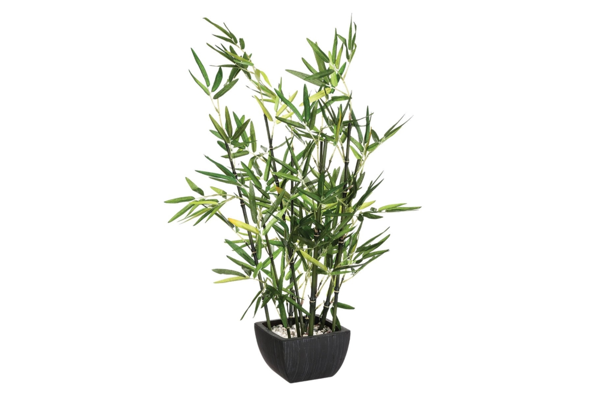 Bamboo With Pot H70