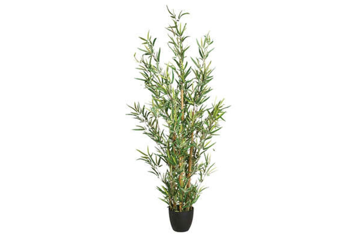 Bamboo With Pot H120