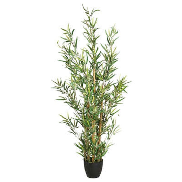 Bamboo With Pot H120