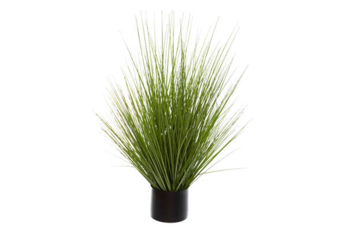 Grass Bunch Plant