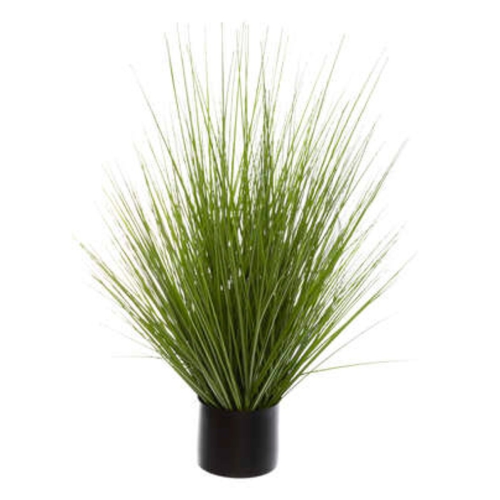 Grass Bunch Plant