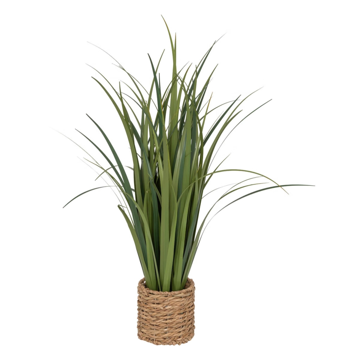 Lin Bunch Plant