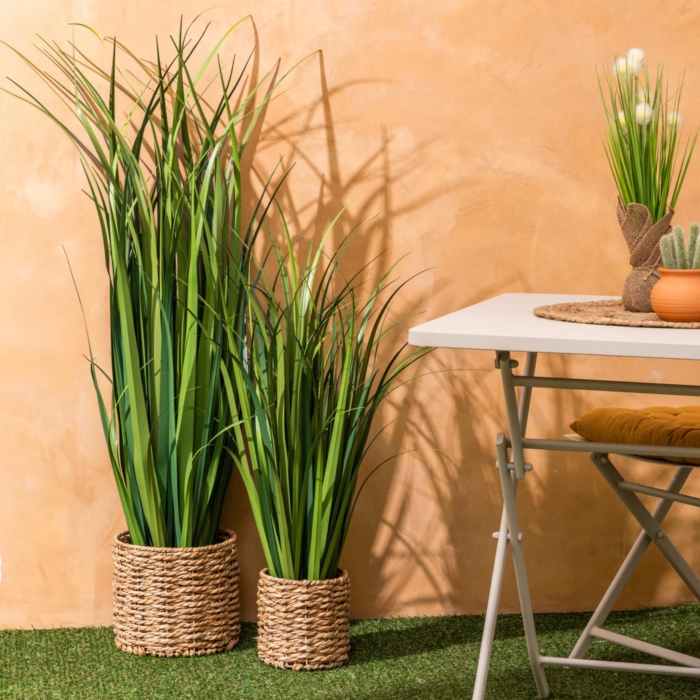 Lin Bunch Plant
