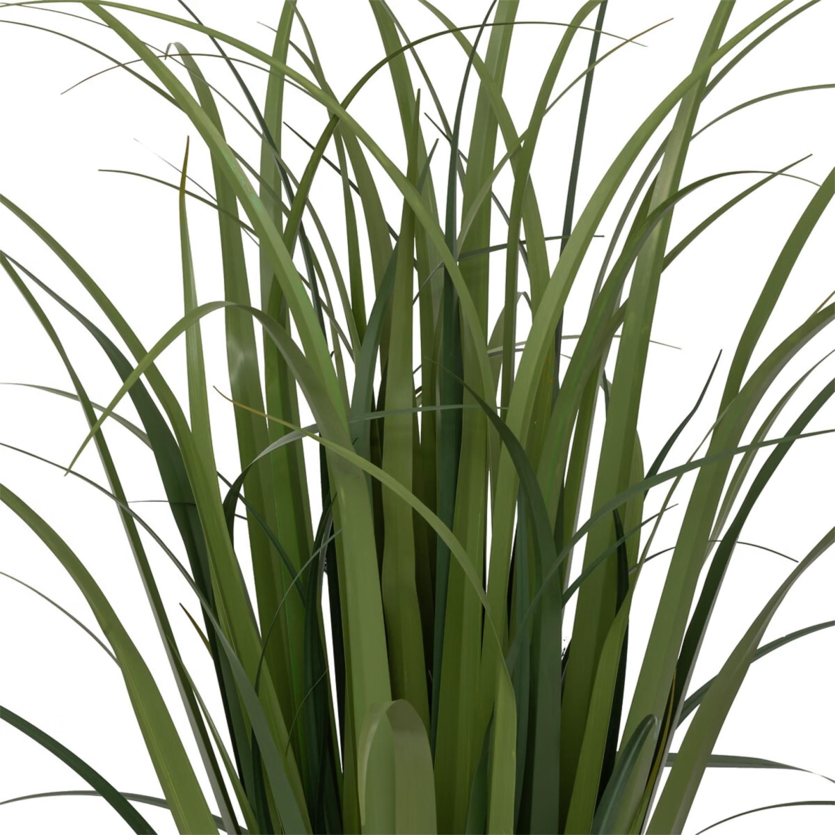 Lin Bunch Plant