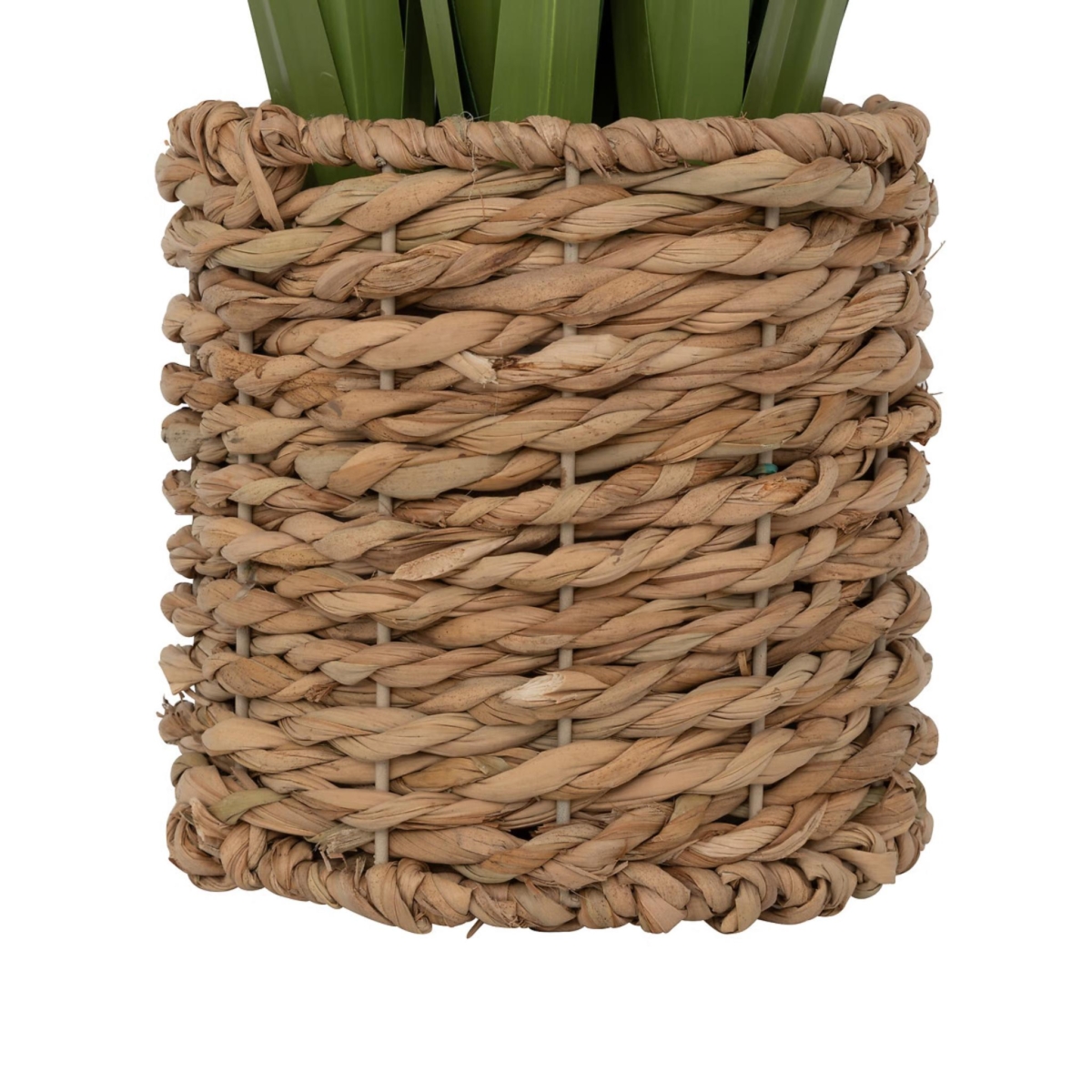 Lin Bunch Plant