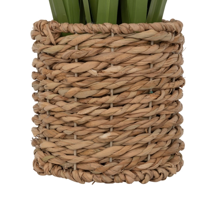 Lin Bunch Plant