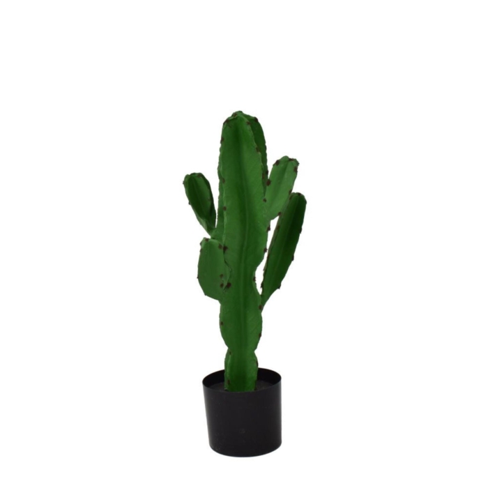 Candelabra Cactus Green