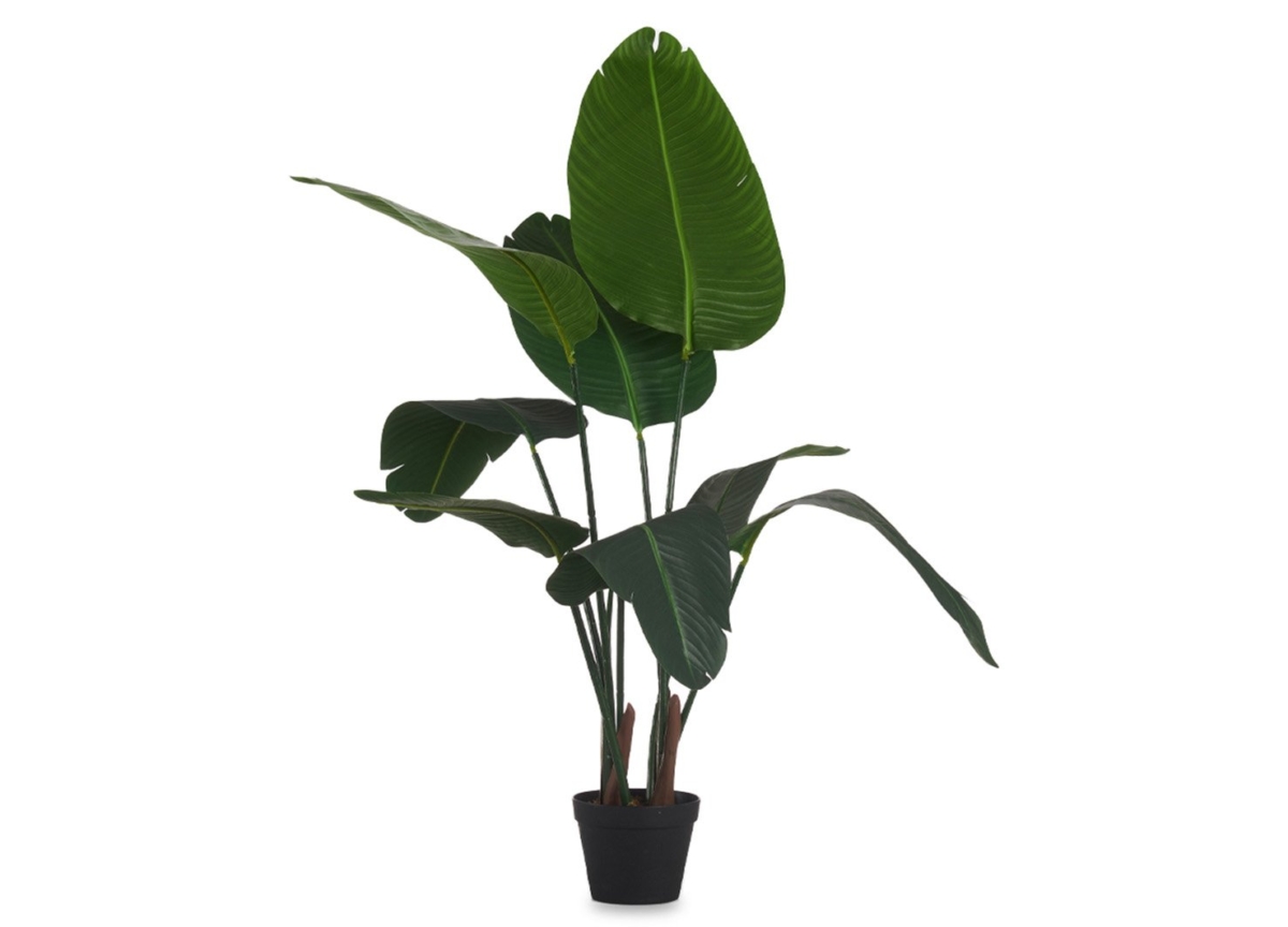 Strelitzia Plant