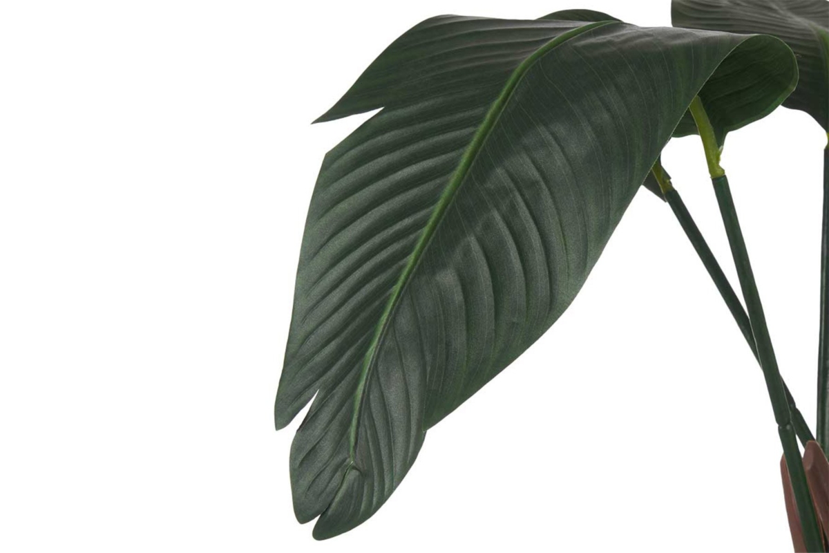 Strelitzia Plant