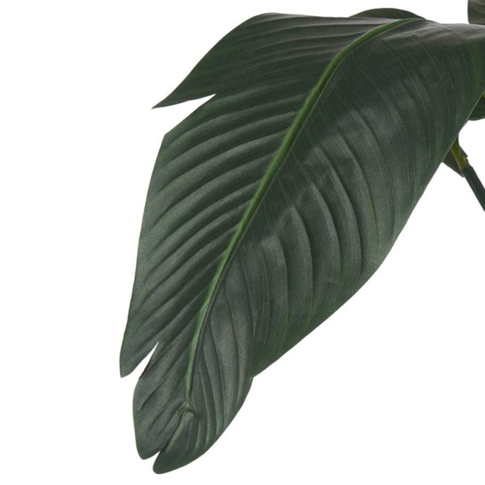 Strelitzia Plant