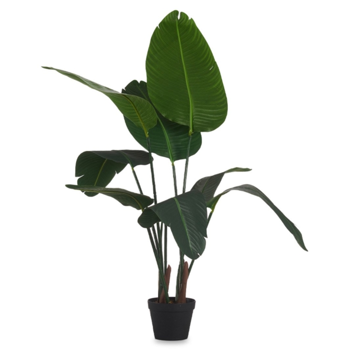 Strelitzia Plant