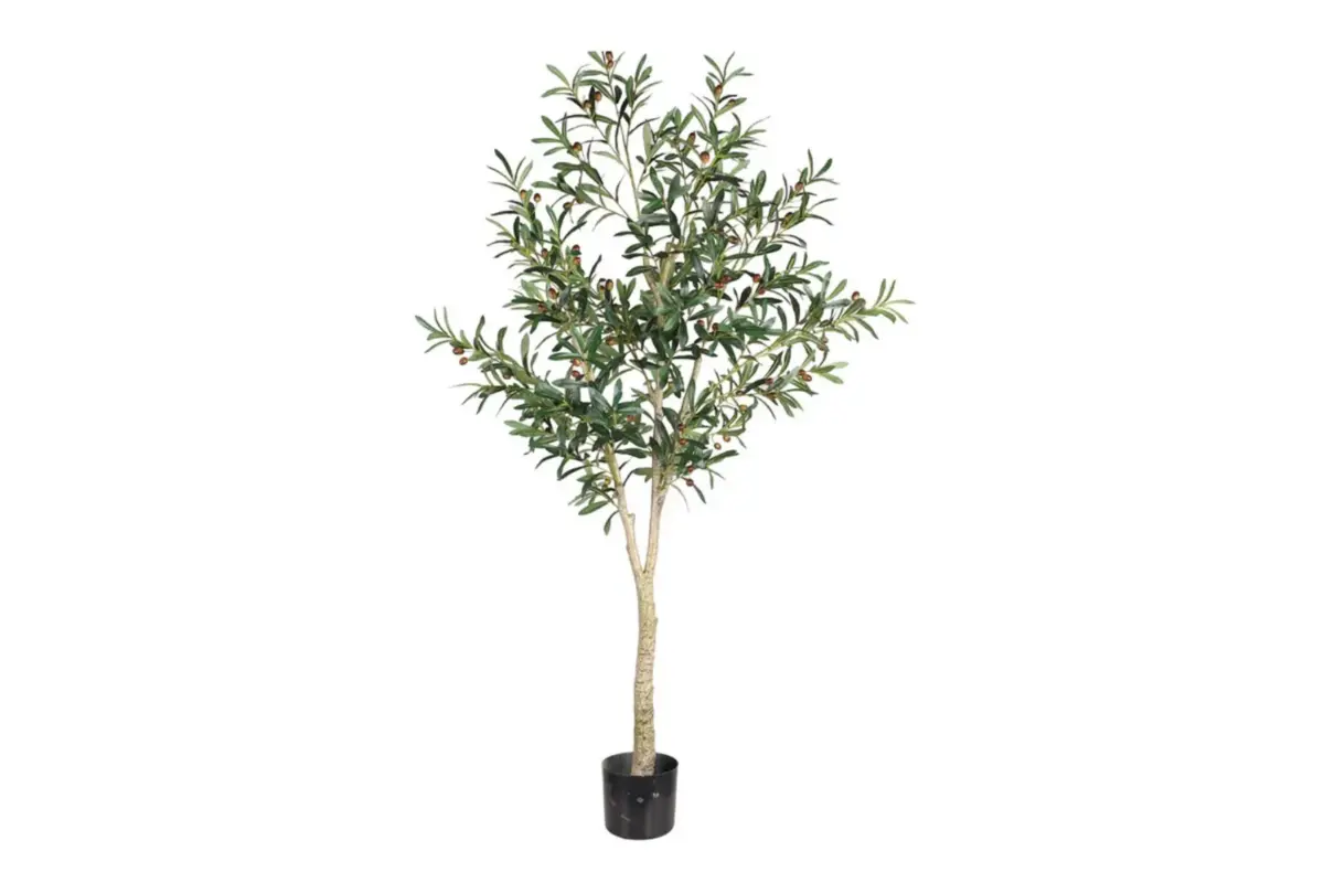 OLIVE TREE GREEN