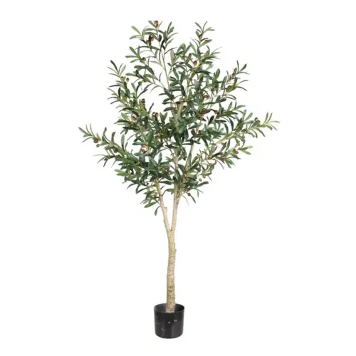 OLIVE TREE GREEN
